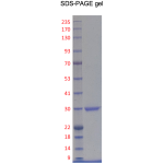 Recombinant Human CDK2